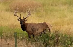 Montana Bull Elk